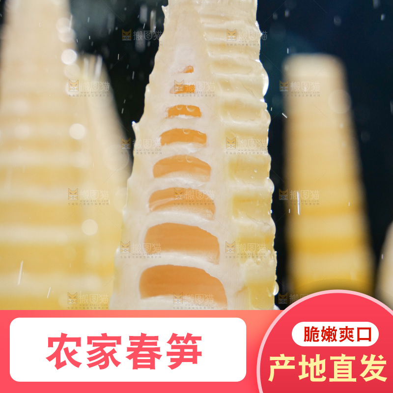春笋