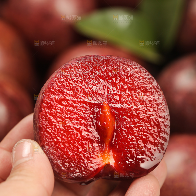 凤凰李
