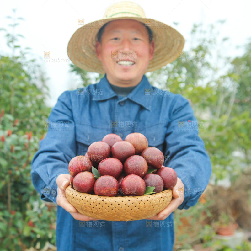 凤凰李