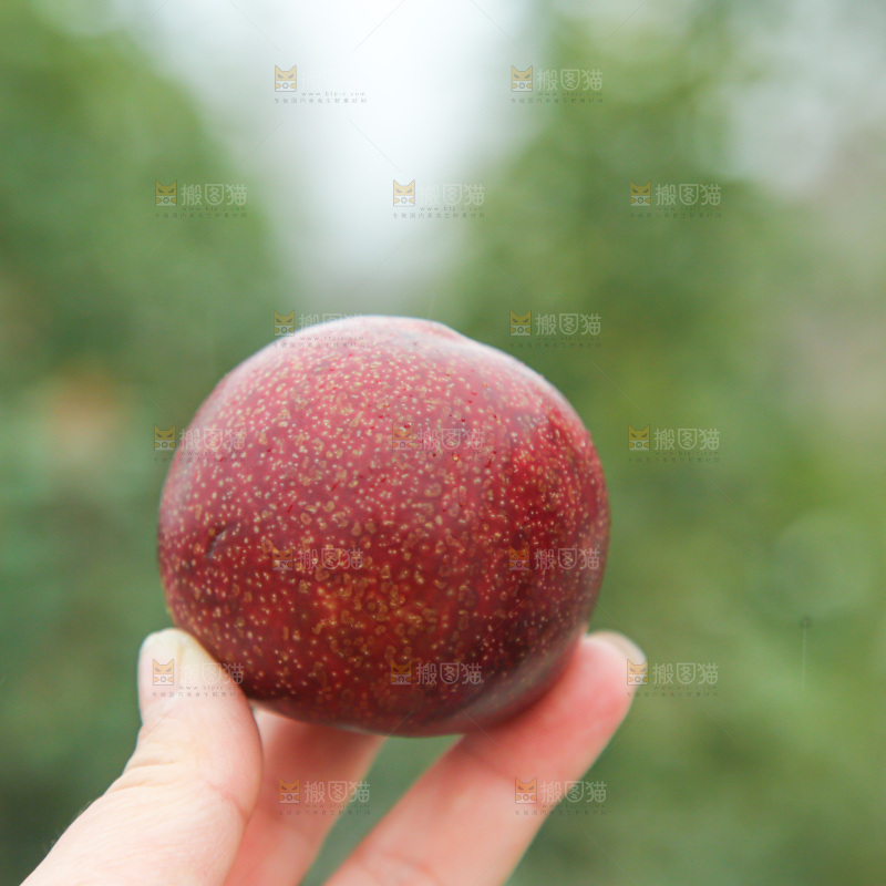 凤凰李