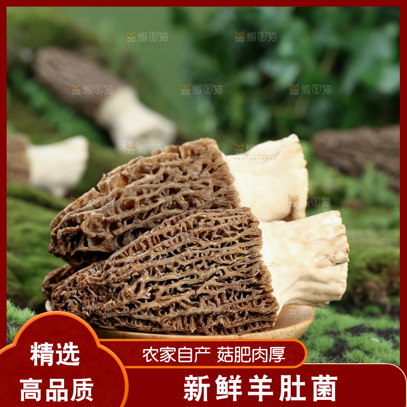 羊肚菌