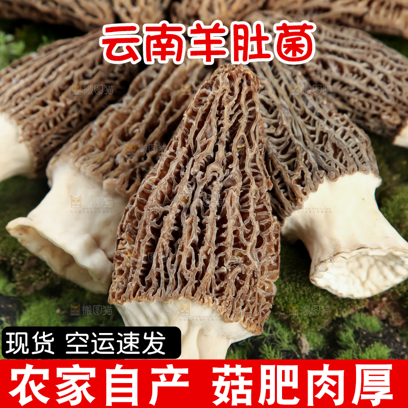 羊肚菌