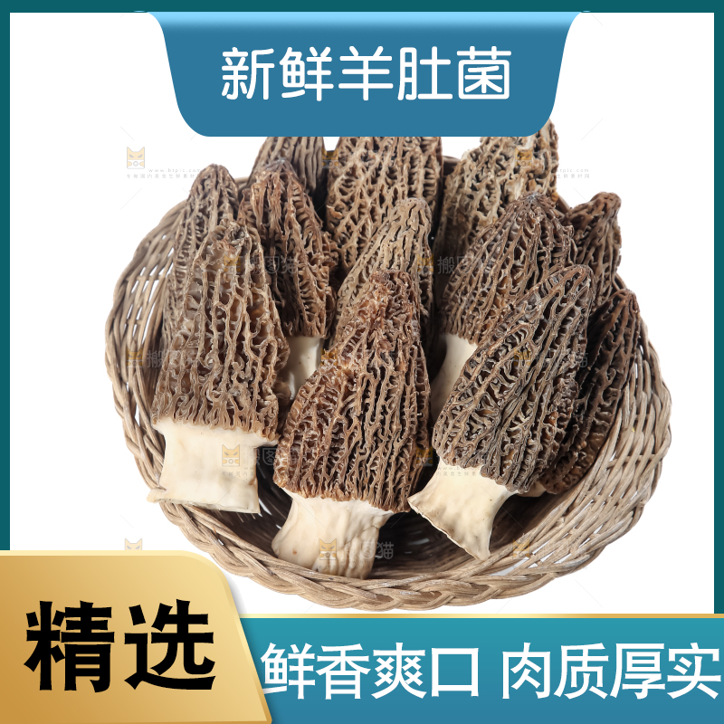 羊肚菌
