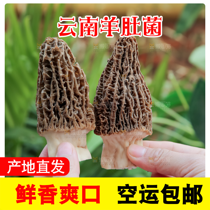 羊肚菌