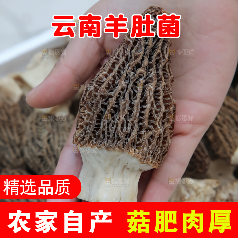 羊肚菌