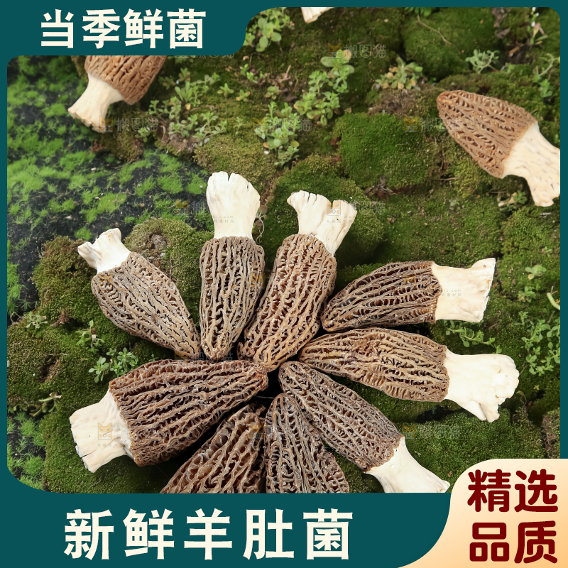 羊肚菌