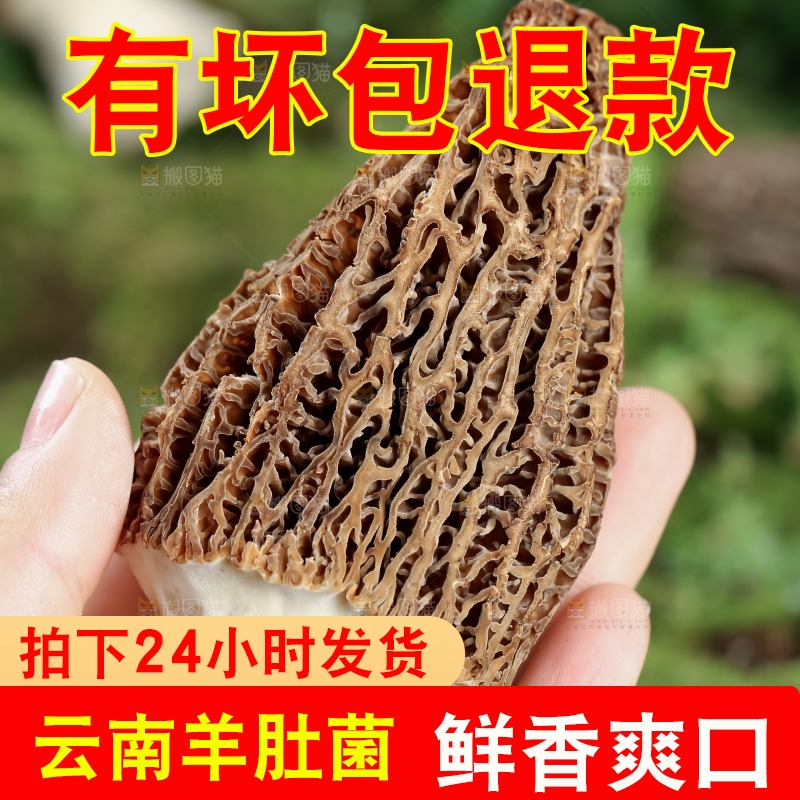 羊肚菌