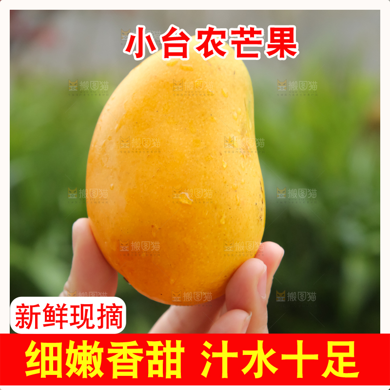 小台芒