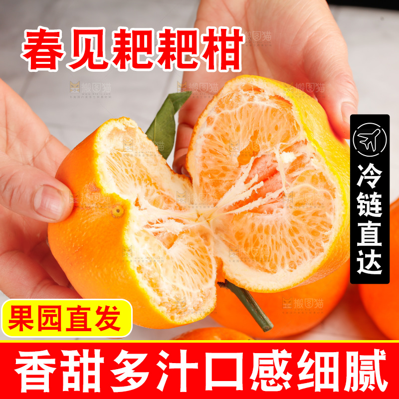 春见耙耙柑