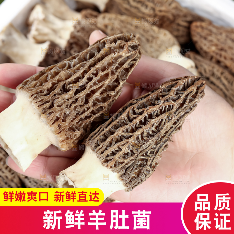 羊肚菌