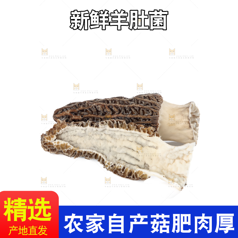 羊肚菌