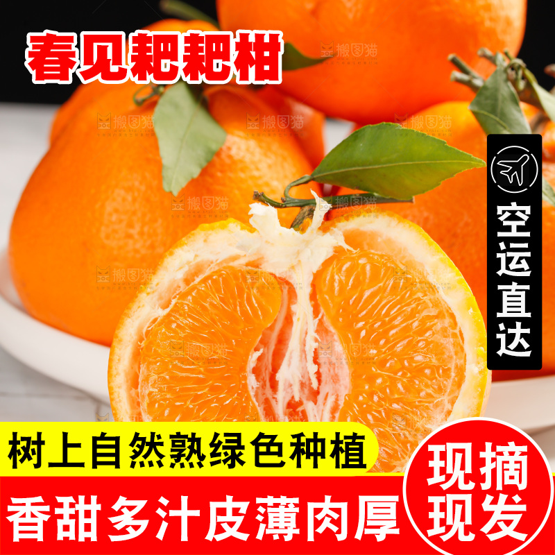 春见耙耙柑
