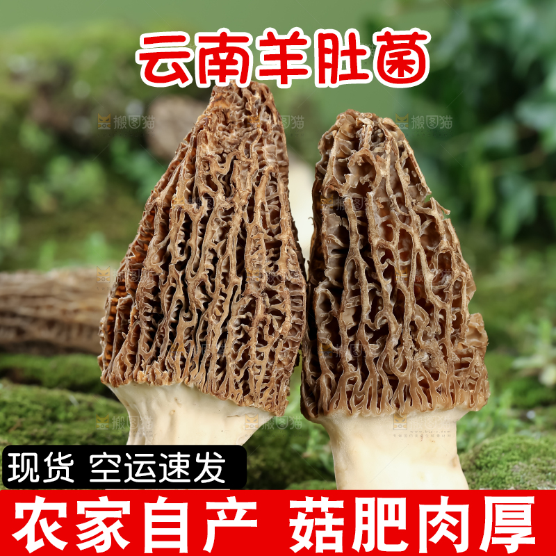 羊肚菌
