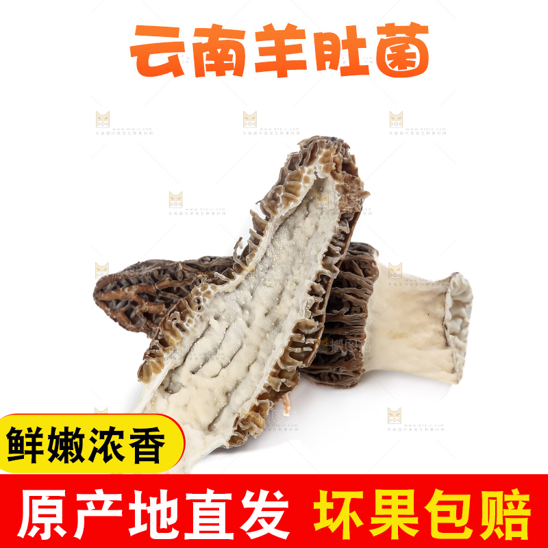 羊肚菌