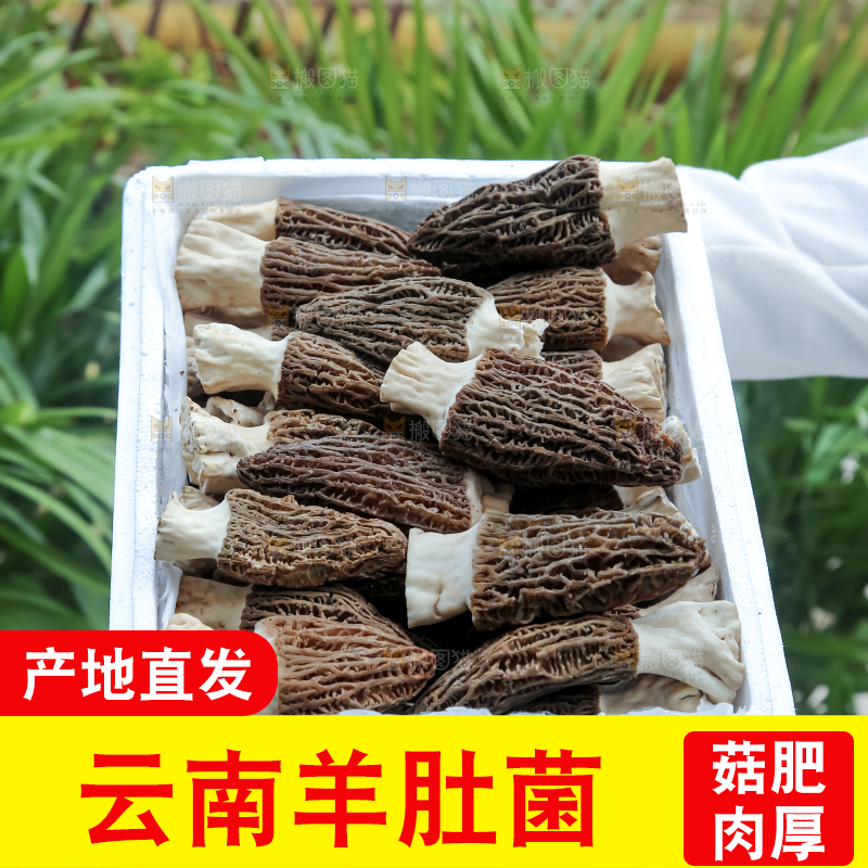 羊肚菌
