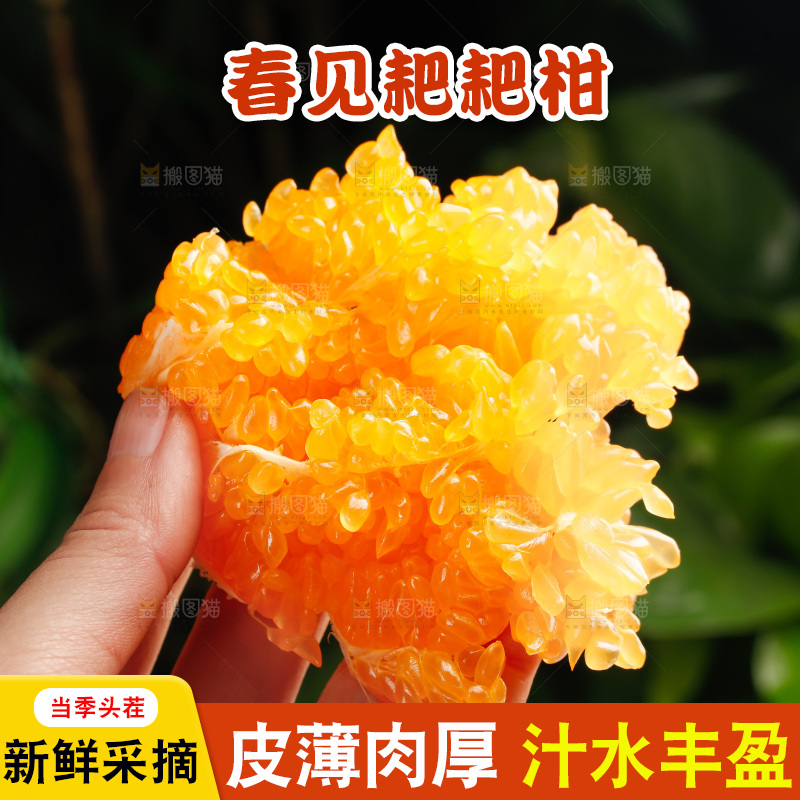 春见耙耙柑