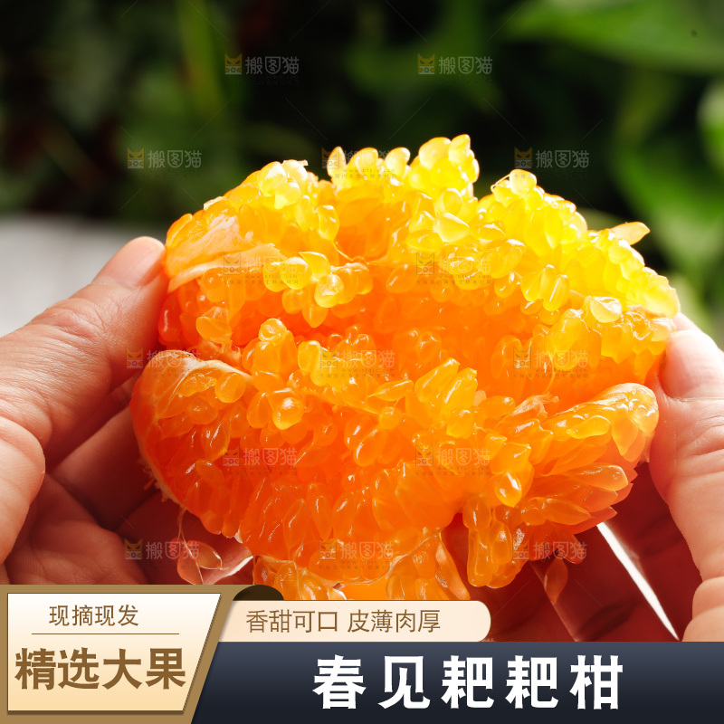 春见耙耙柑