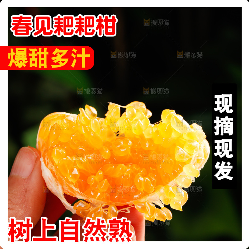 春见耙耙柑