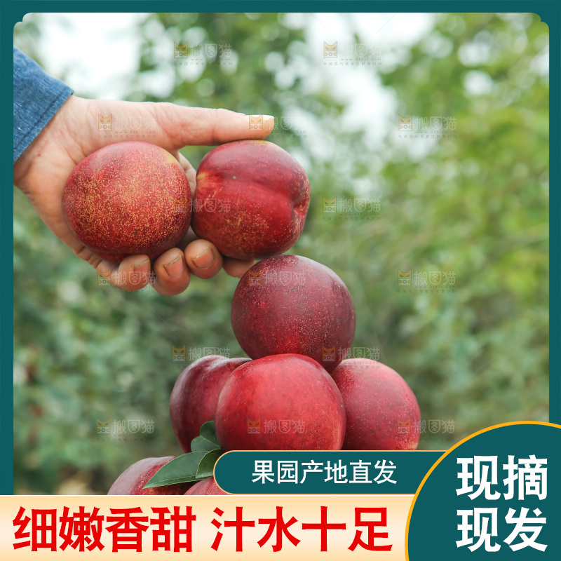 澳洲油桃