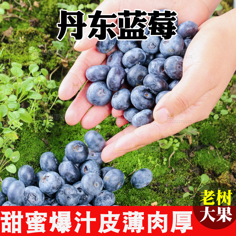 蓝莓