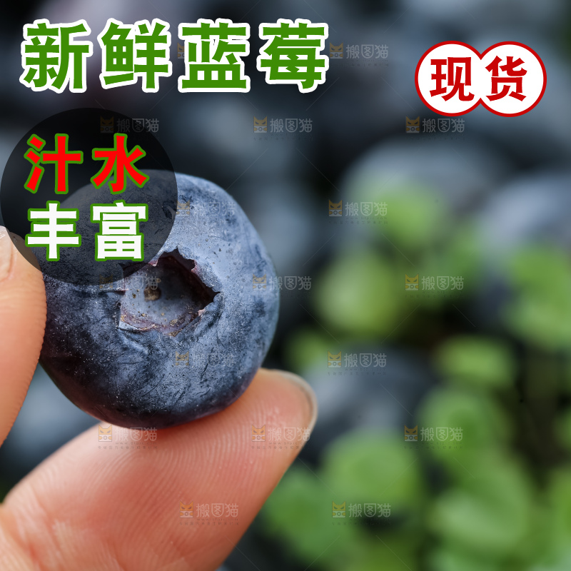 蓝莓