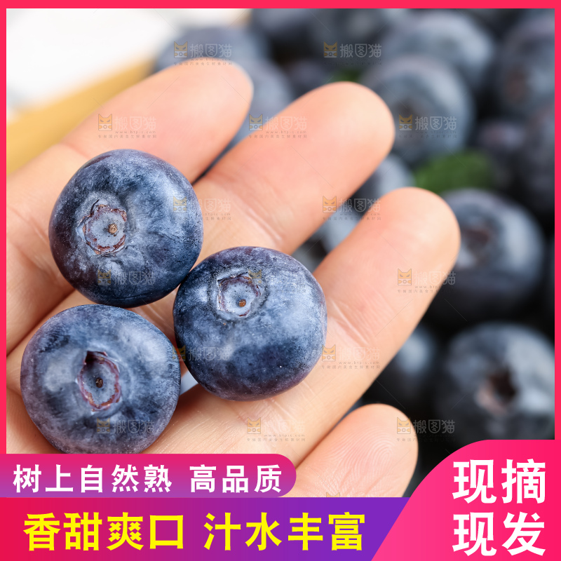 蓝莓