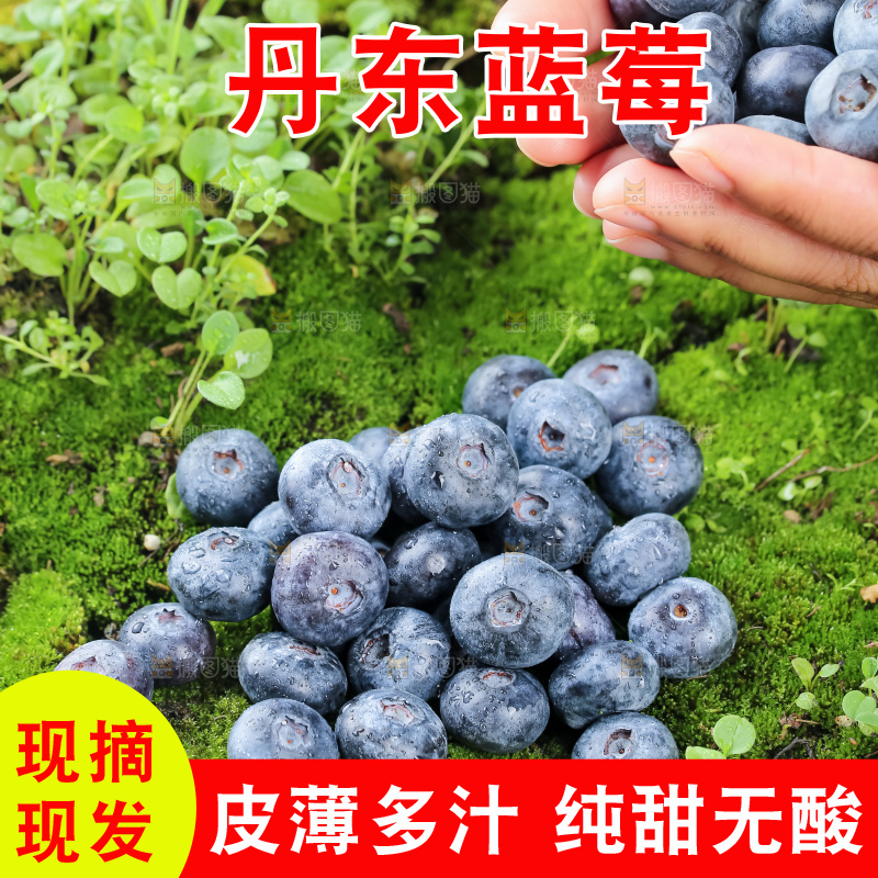 蓝莓