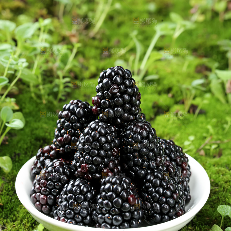 黑莓