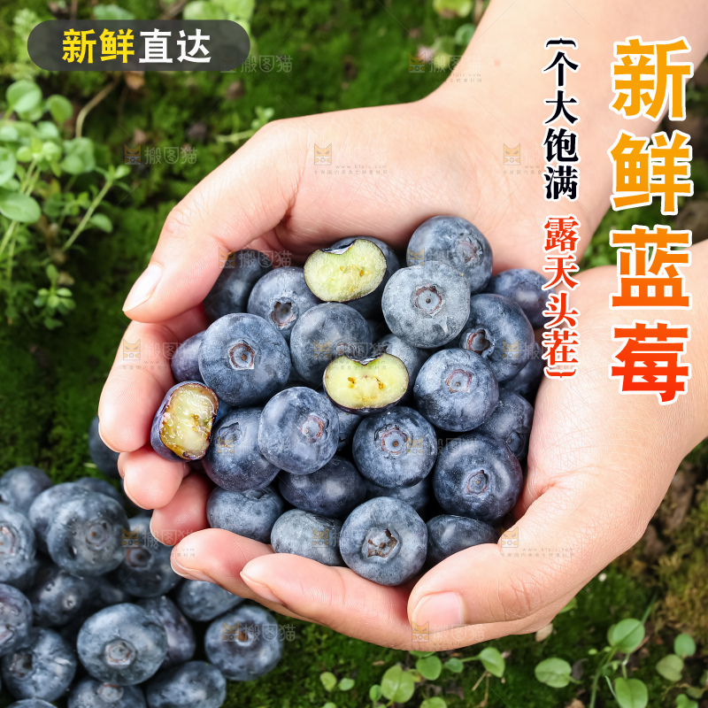 蓝莓