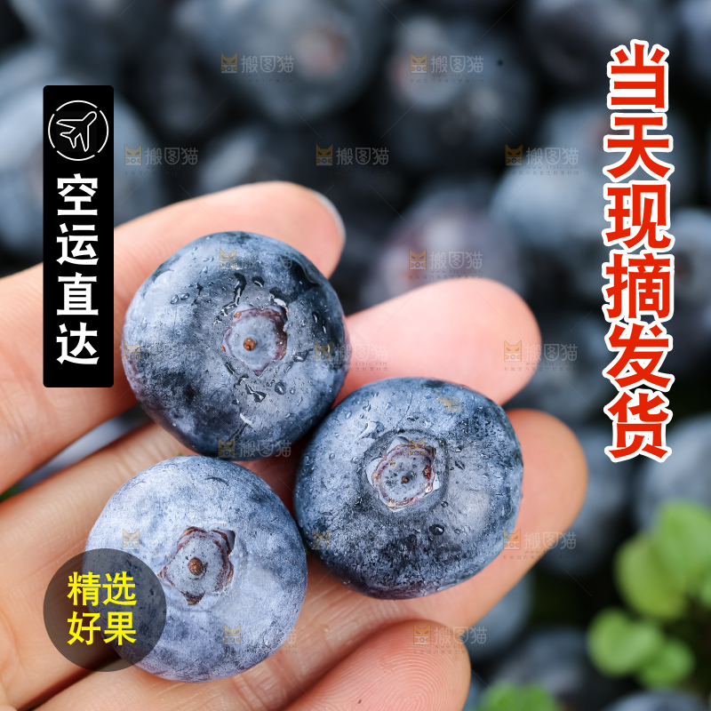 蓝莓