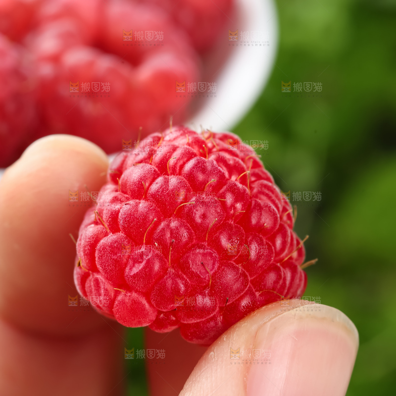 红树莓