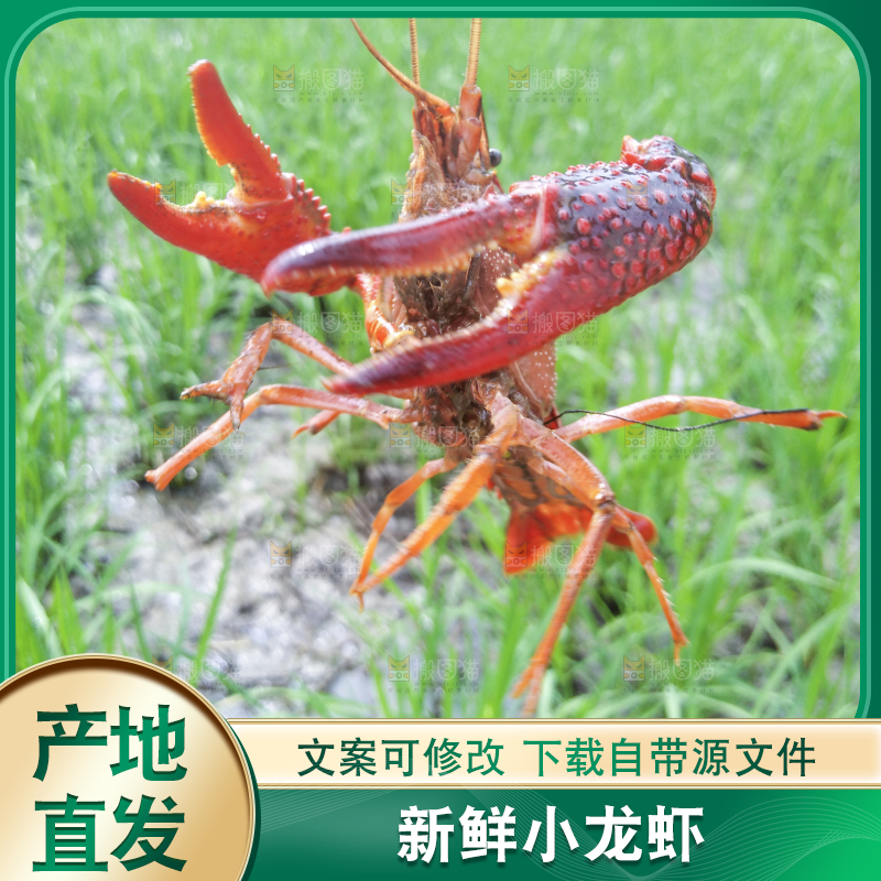 小龙虾