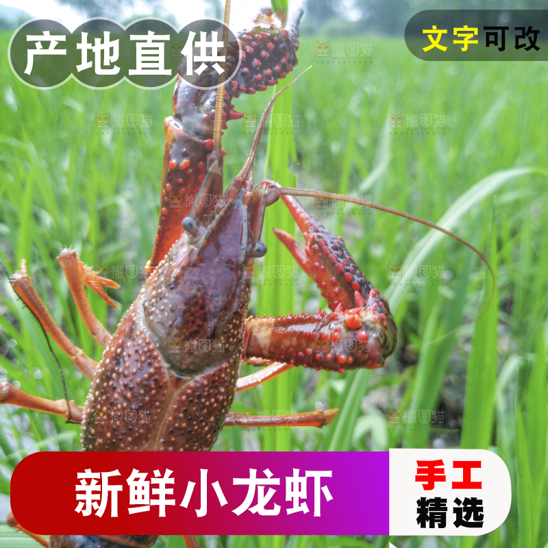 小龙虾