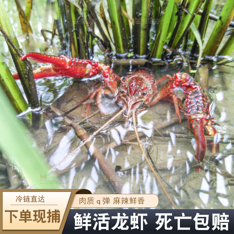 小龙虾