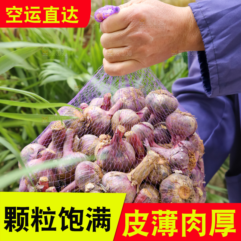 紫皮大蒜
