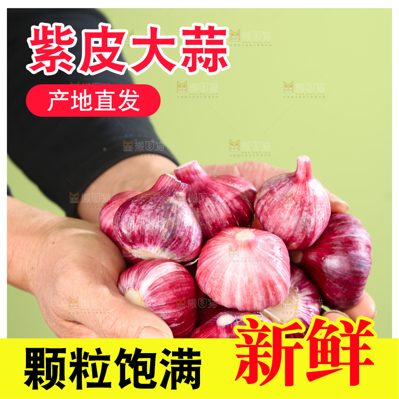 紫皮大蒜