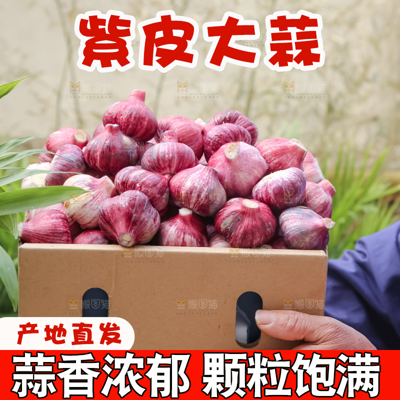 紫皮大蒜