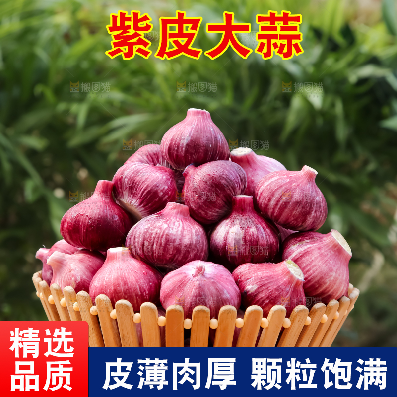 紫皮大蒜