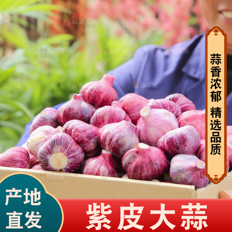 紫皮大蒜