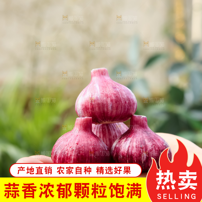 紫皮大蒜