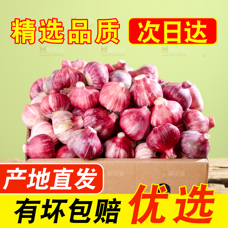 紫皮大蒜