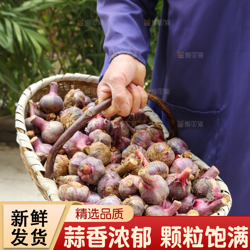 紫皮大蒜