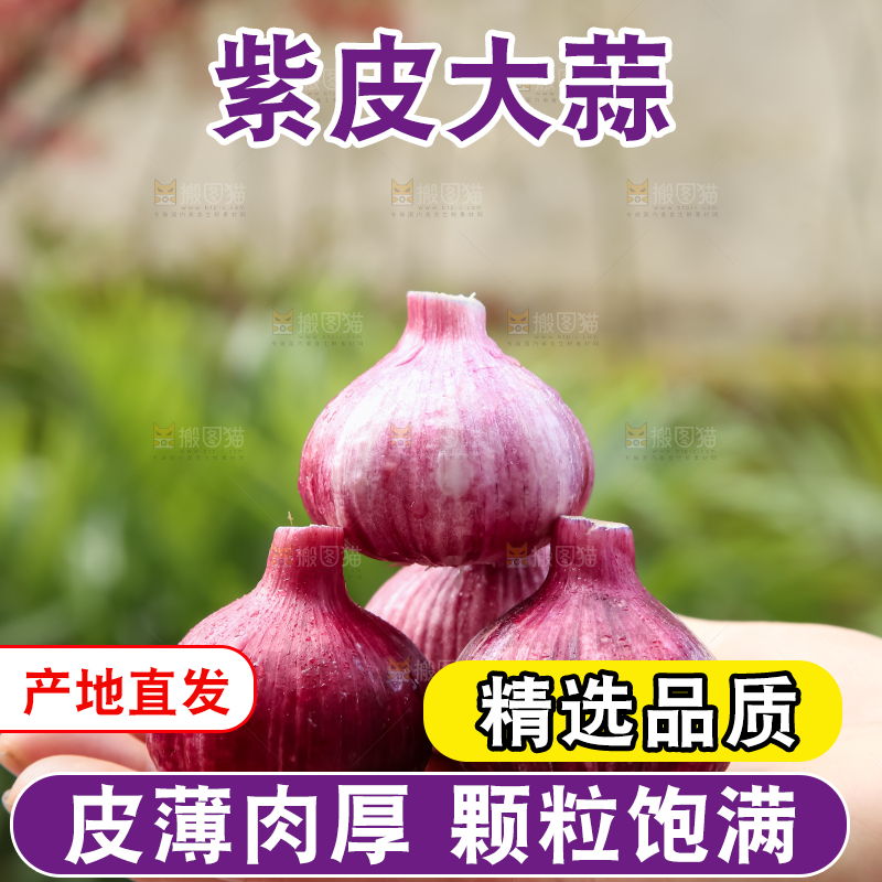 紫皮大蒜
