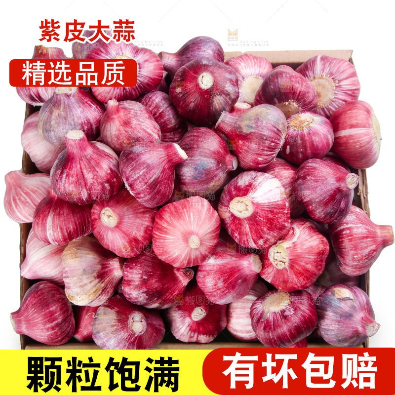 紫皮大蒜