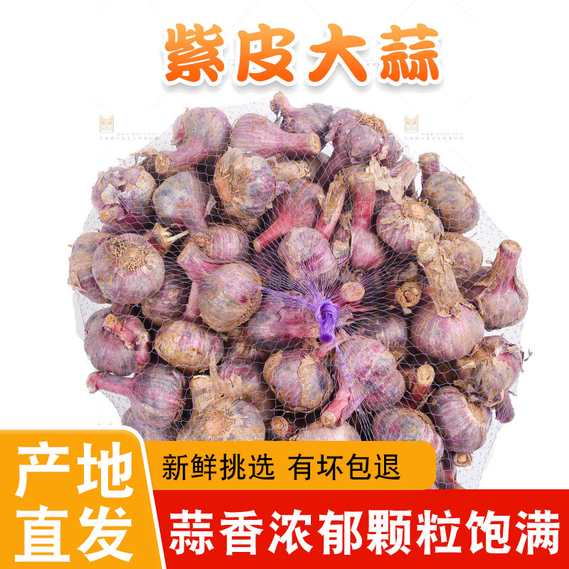 紫皮大蒜