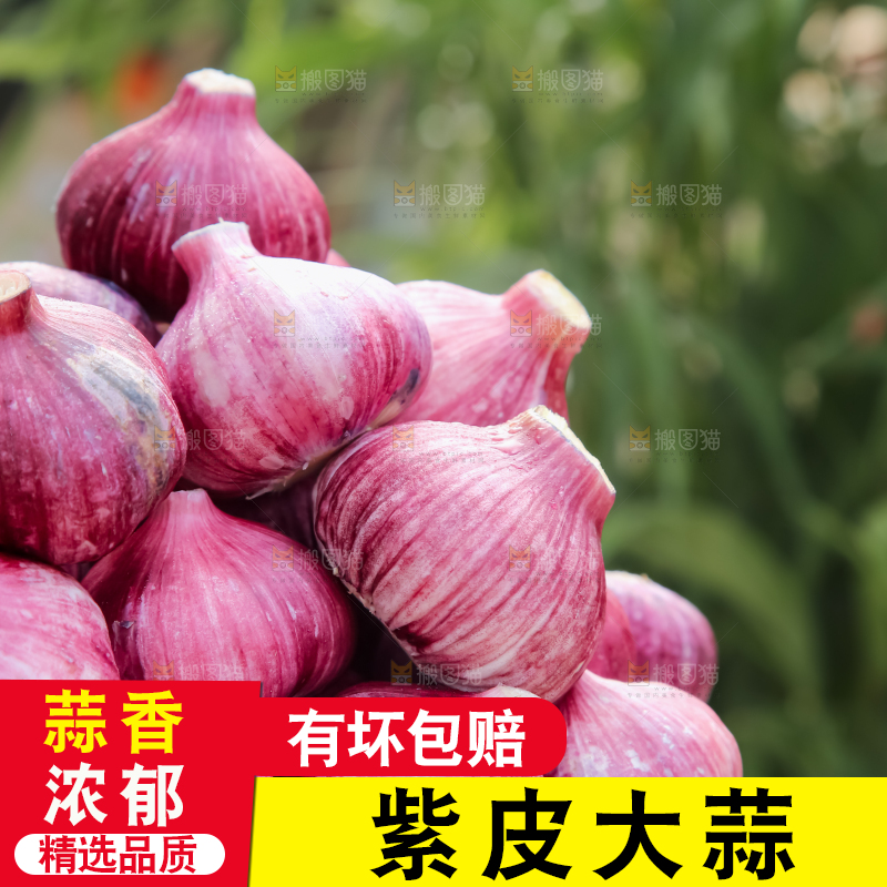 紫皮大蒜