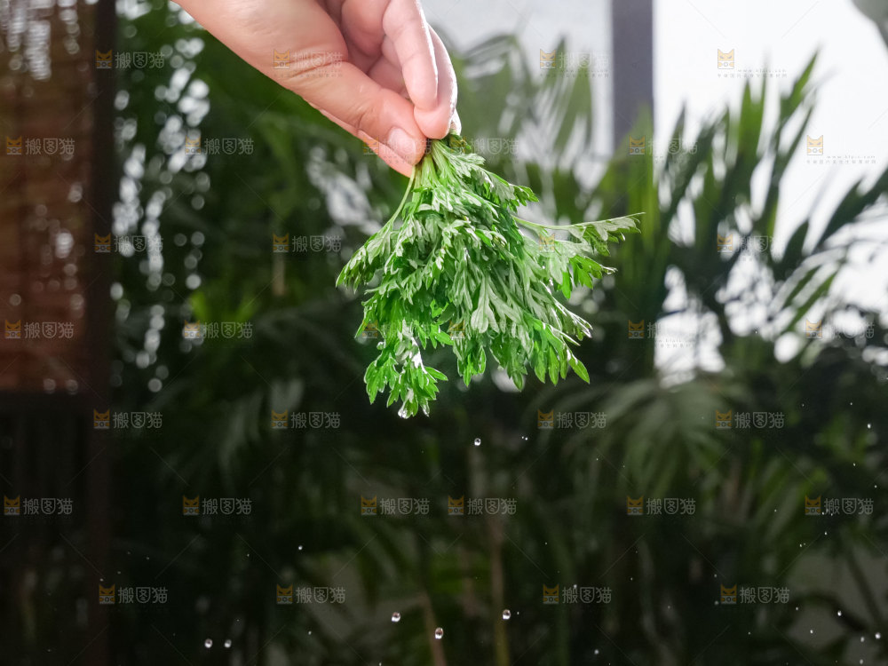 艾草