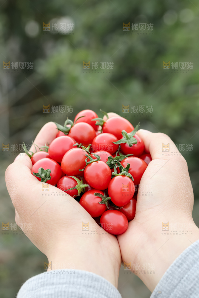 玲珑小番茄