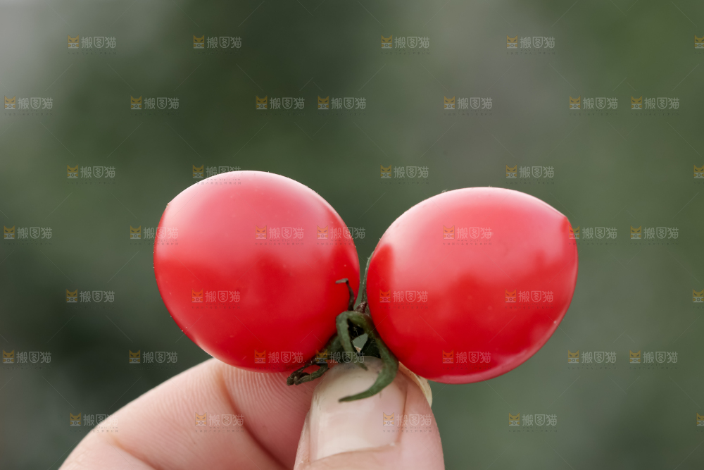 玲珑小番茄