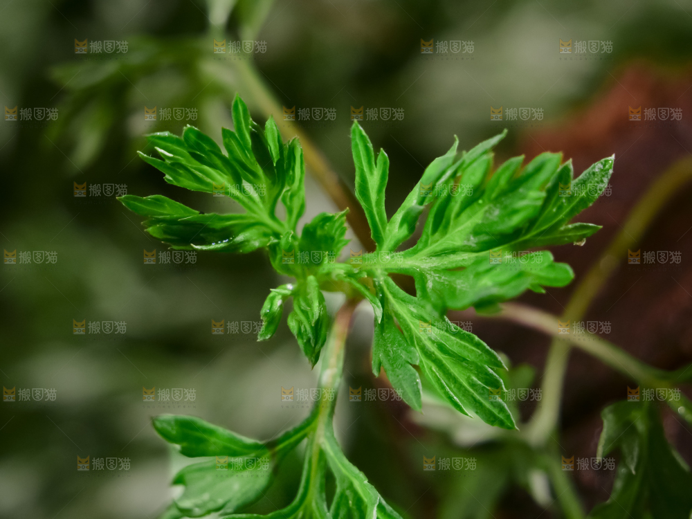 艾草